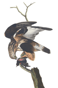 Rough Legged Falcon