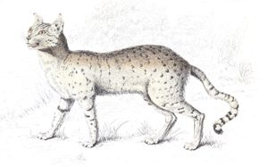 Servaline Cat