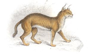 The Caracal