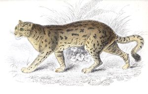 Sumatran Cat