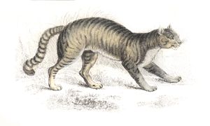 The Common Wild Cat
