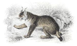 The European Lynx