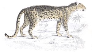 The Leopard