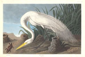White Heron