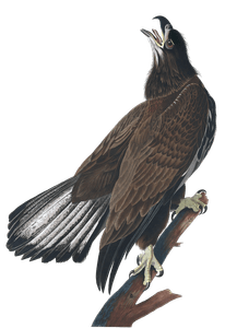 White Headed Eagle