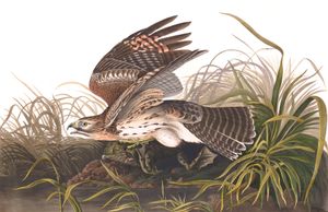 Sample work by Havell, Robert