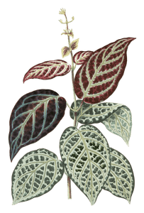 Bignonia Argyro Violascens Vintage Leaf Illustrations