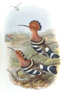 BirdsAsiaJohnGoIGoul 0288