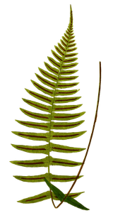 Blechnum Glandulosum Vintage Fern Illustrations