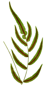Blechnum Gracile Vintage Fern Illustrations