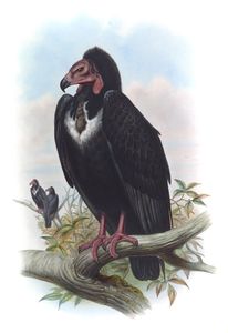Black Vulture Otocyps Calvus