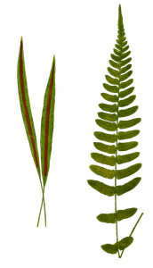 Blechnum Lanceola Vintage Fern Illustrations