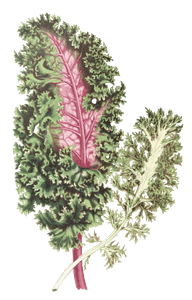 Brassica Sinenis Var Vintage Leaf Illustrations