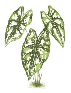Caladium Argyrites
