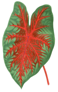 Caladium Bicolor Splendens