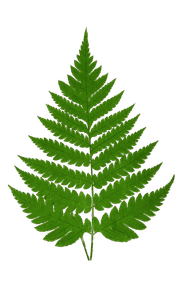 Acrostichum Alienum Vintage Fern Illustrations