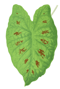 Caladium Verschaffelti