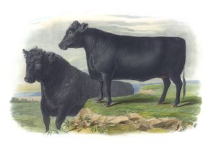 Calloway Breed Vintage Illustrations of Farm Animals Public Domain