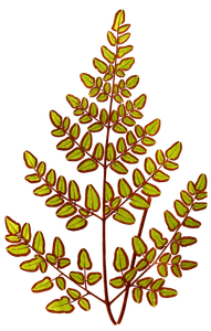 Chelianthes Pteroides Vintage Fern Illustrations