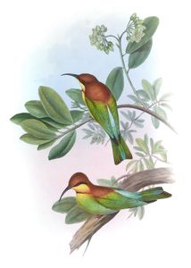 Chestnut Headed Bee Eater Merops Quinticolor
