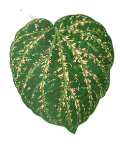 Cissus Porphyrophyllus