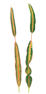 Codiaeum Interruptum Vintage Leaf Illustrations