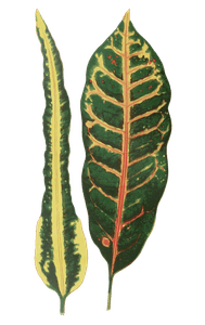 Codiaeum Irregulare Vintage Leaf Illustrations