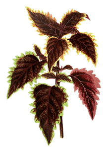 Coleus Verschaffelti Vintage Leaf Illustrations