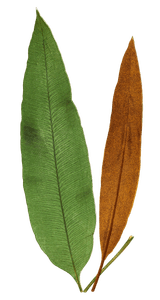 Acrostichum Brevipes Vintage Fern Illustrations
