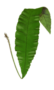 Acrostichum Crassinerve Vintage Fern Illustrations