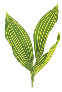 Convallaria Majalis Variegata