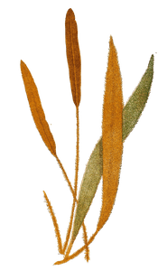 Acrostichum Cuspidatum Vintage Fern Illustrations