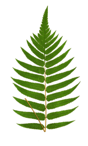 Acrostichum Crispatulum Vintage Fern Illustrations