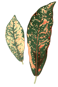 Croton Pictum