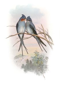 Crested Treeswift Dendrochelidon Coronatus