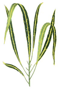 Croton Variegatum Angustifolium