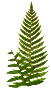 Cyclopeltis Semicordata Vintage Fern Illustrations