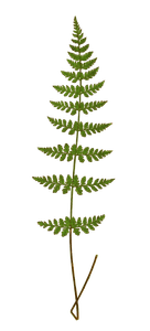 Cystopteris Fragilis Vintage Fern Illustrations