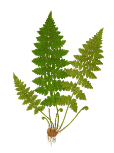 Cystoperis Dickieana Vintage Fern Illustrations