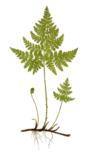 Cystopteris Monata Vintage Fern Illustrations
