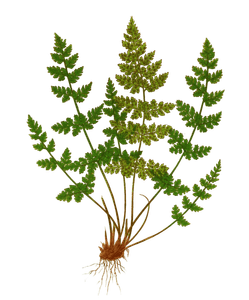 Cystopteris Regia Vintage Fern Illustrations