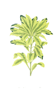 Daphne Mezereum Variegatum