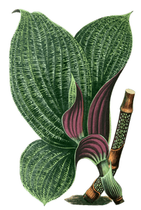 Dichorisandra Mosaica Vintage Leaf Illustrations