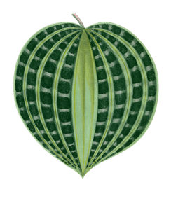 DichoRisandra Undata Vintage Leaf Illustrations
