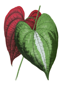 Dioscorea Discolor