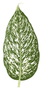 Dieffenbachia Seguina