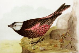 Gray Crowned Rosy Finch Leucosticte Griseinucha