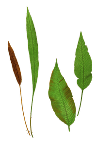 Acrostichum Laurifolium Vintage Fern Illustrations