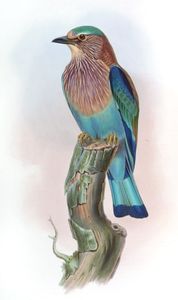 Indian Roller Coracias Indica