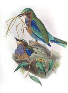 Indochinese Roller Coracias Affinis
